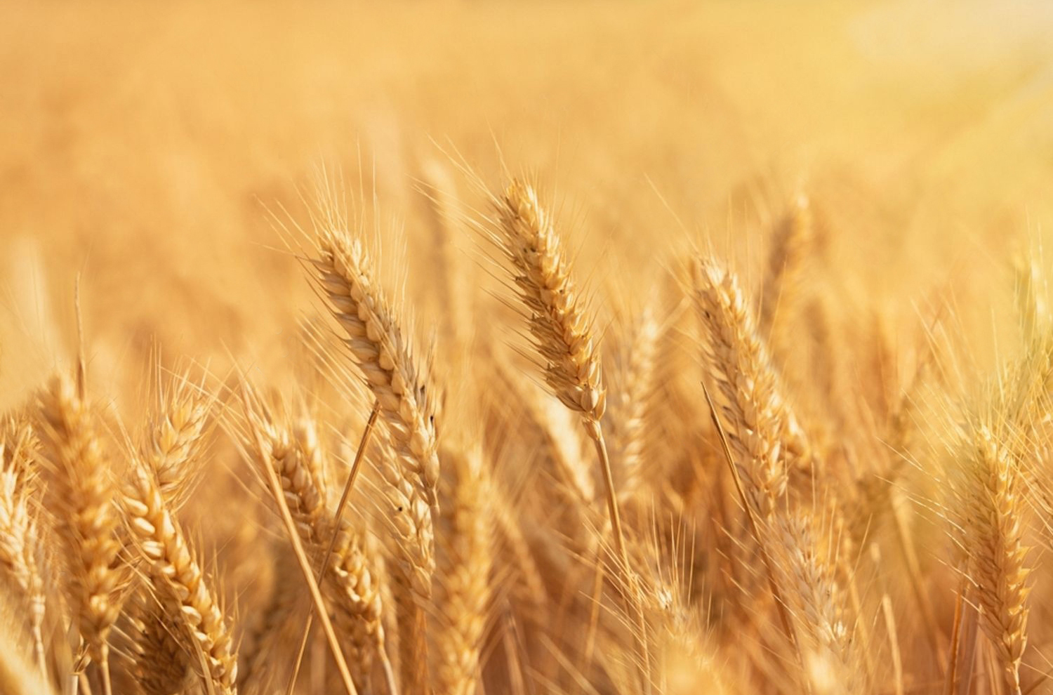 campo di grano