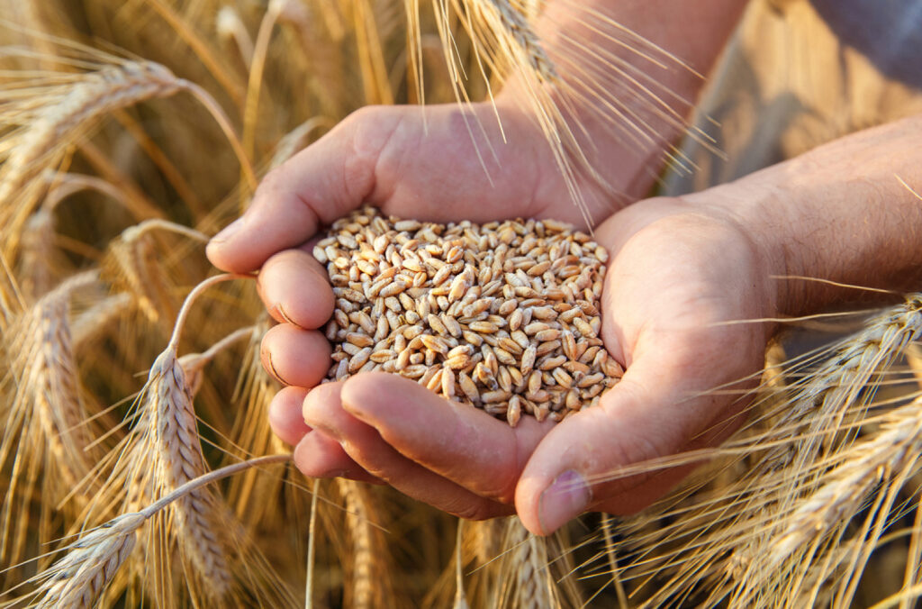 grano