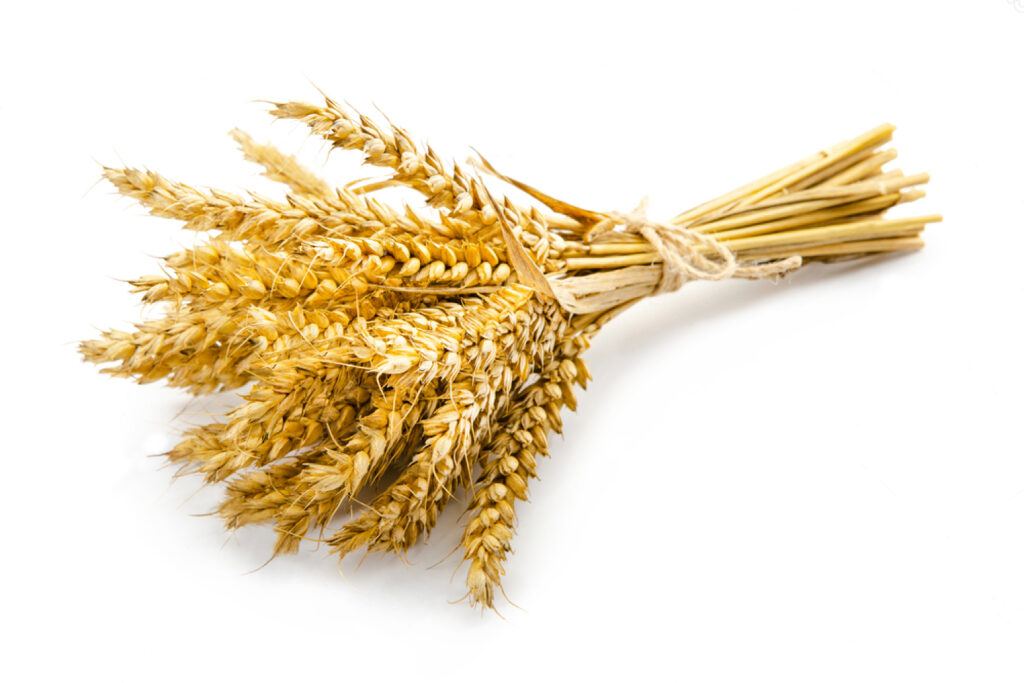Pastificio Matildico spighe di grano